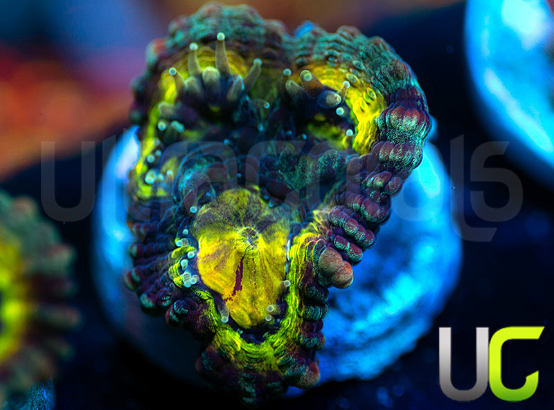 NEW RELEASE: UC Perpetrator Favia