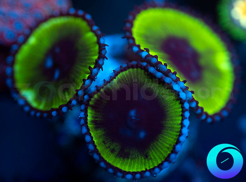 Black Hole Paly Grandis