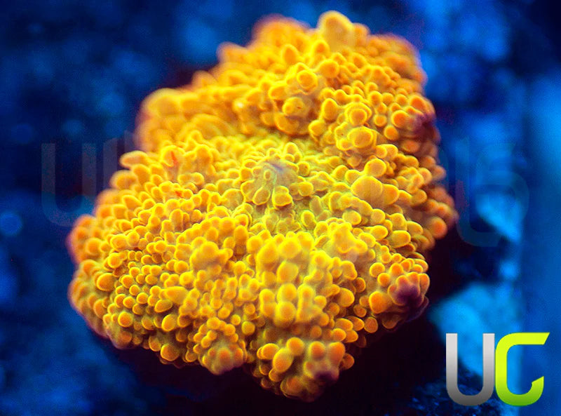 Jawbreaker Mushroom Baby