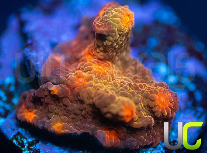 UC Jolly Roger Cyphastrea