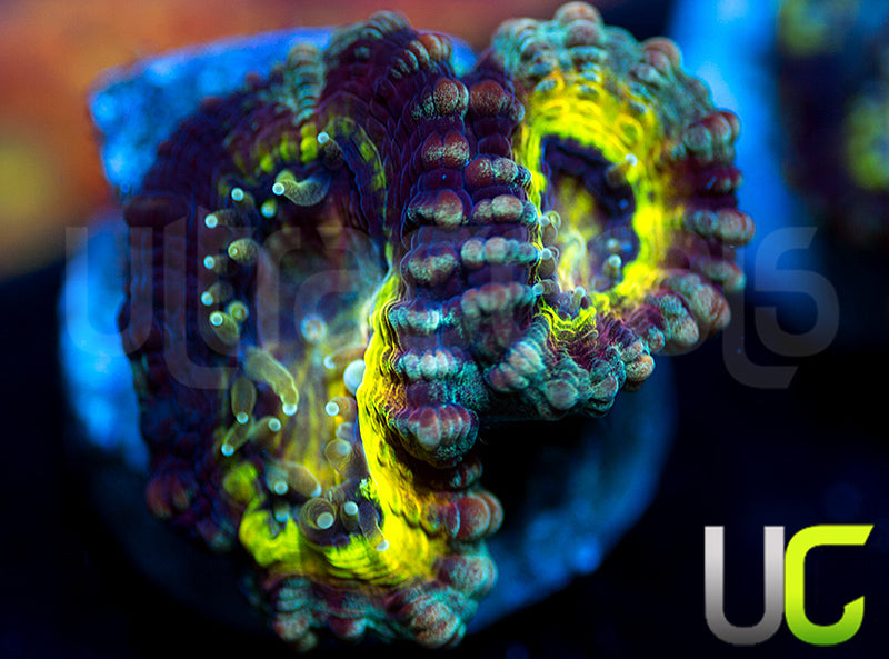 NEW RELEASE: UC Perpetrator Favia