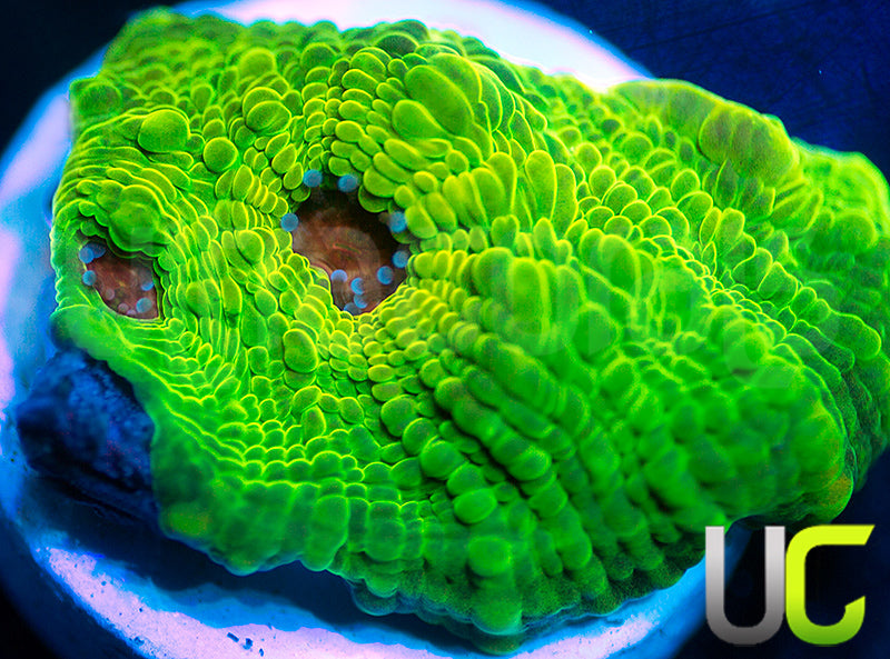 NEW RELEASE: UC Plasmatic Chalice