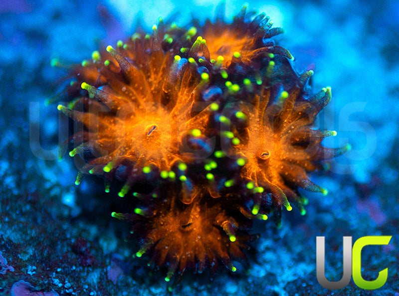 UC Lightning Tip Leptastrea