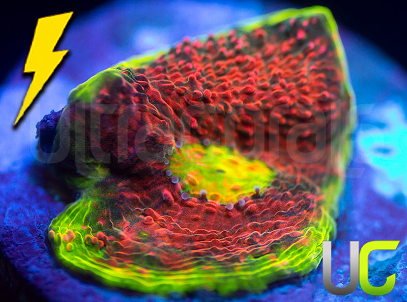 Ultra Watermelon Chalice