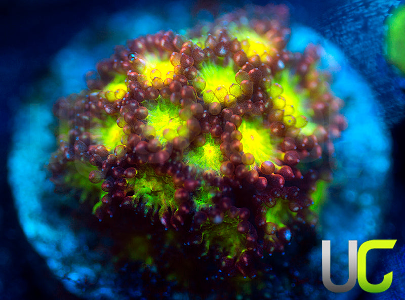 UC Party Crasher Micro Goni