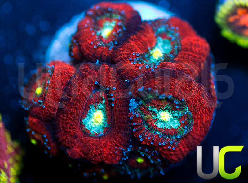 UC Red Ripper Micro Amakusensis