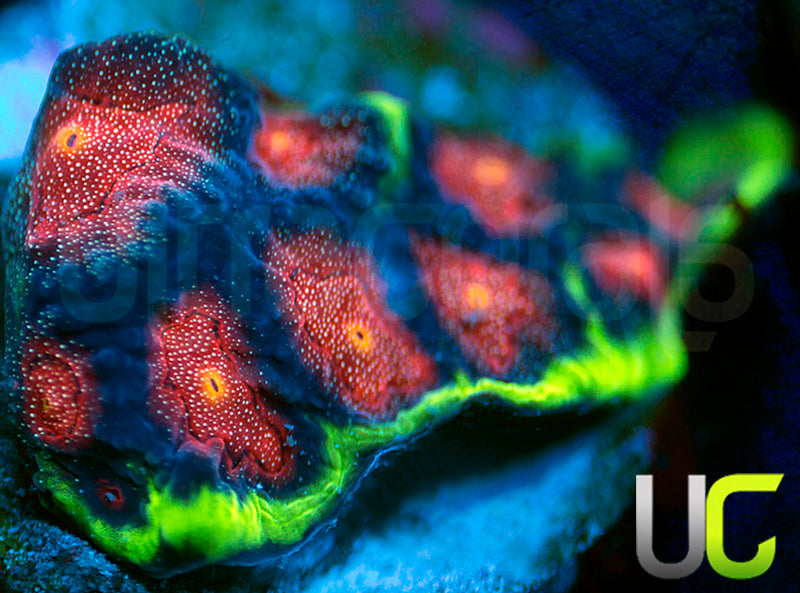 UC Ring Leaders Favites