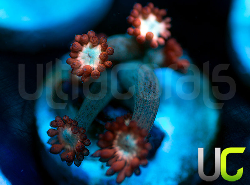 UC Cosmic Candy Goni