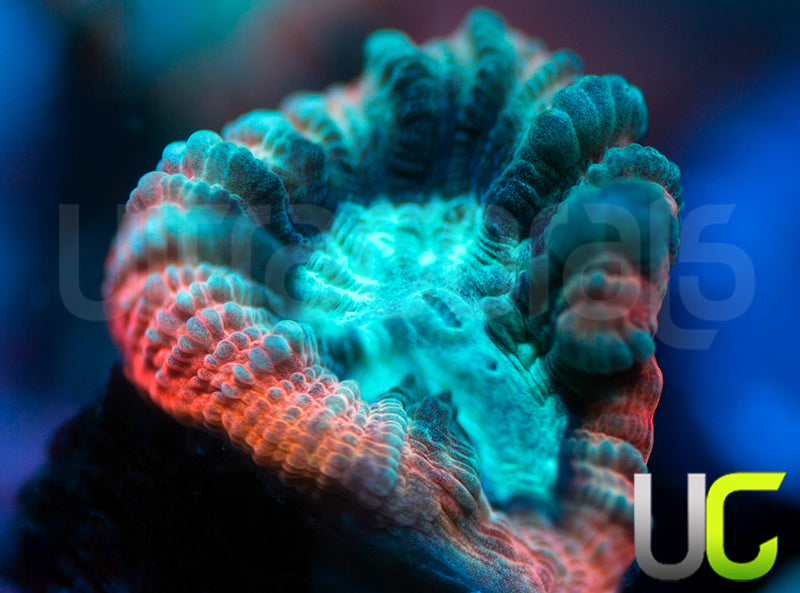 UC Ultimate Edge Favia