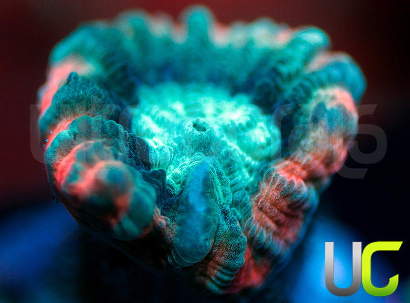 UC Ultimate Edge Favia