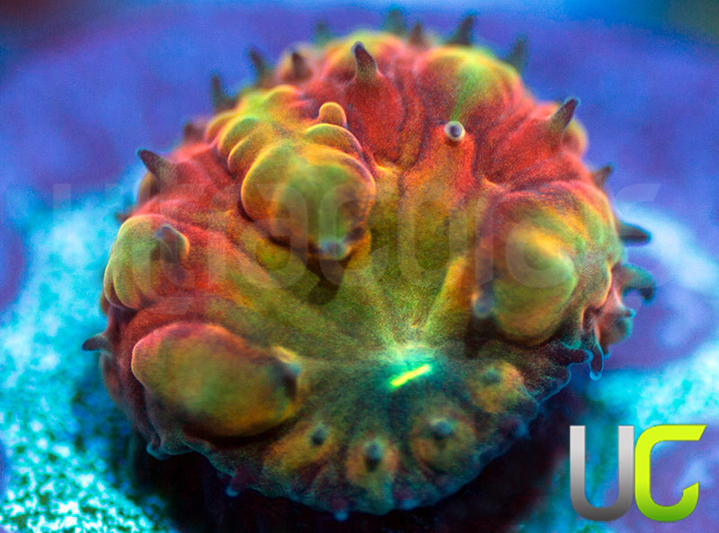 BSA TT Twister Blasto