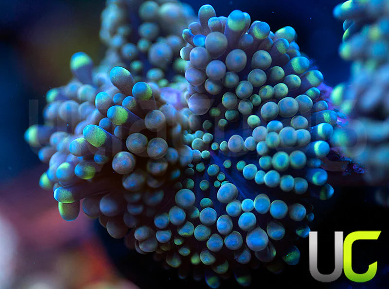 UC Chameleon Ricordea Fl