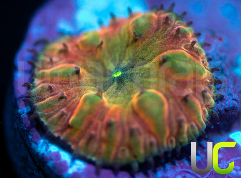 BSA TT Twister Blasto