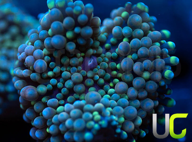 UC Chameleon Ricordea Fl