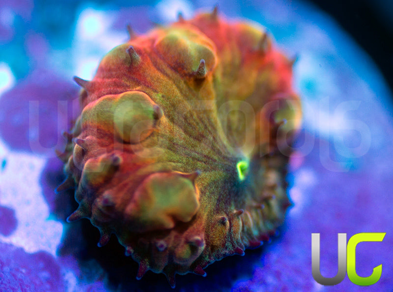 BSA TT Twister Blasto