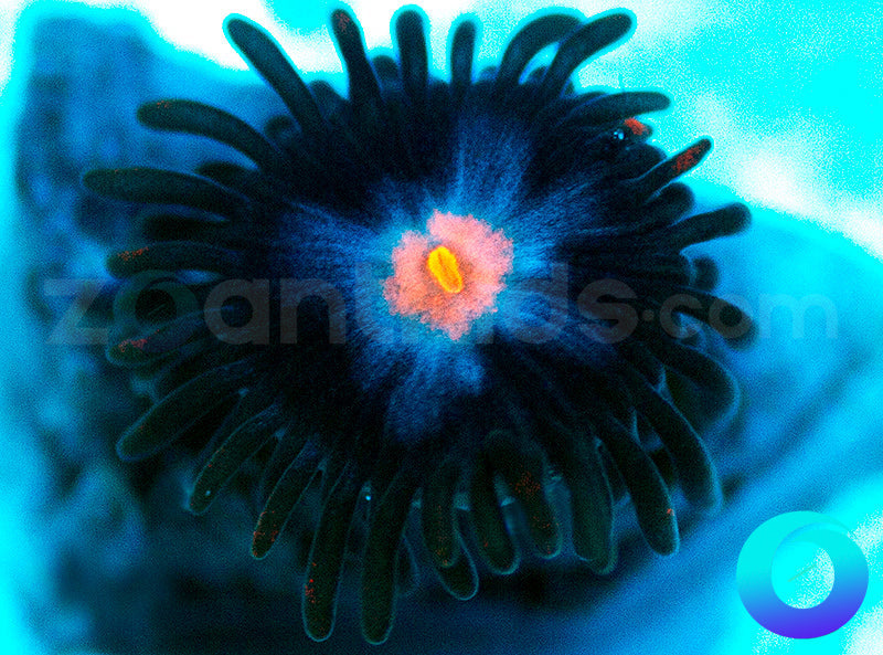 NEW RELEASE: Neuralyzer