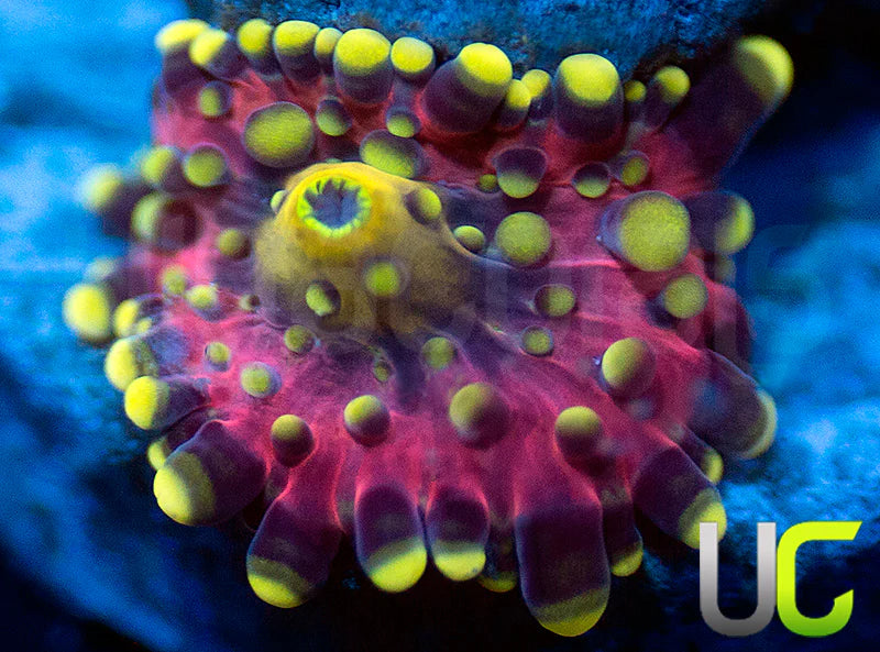 UC Green Lantern Yuma Ricordea Baby