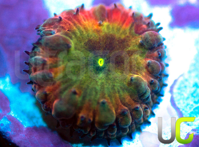 BSA TT Twister Blasto