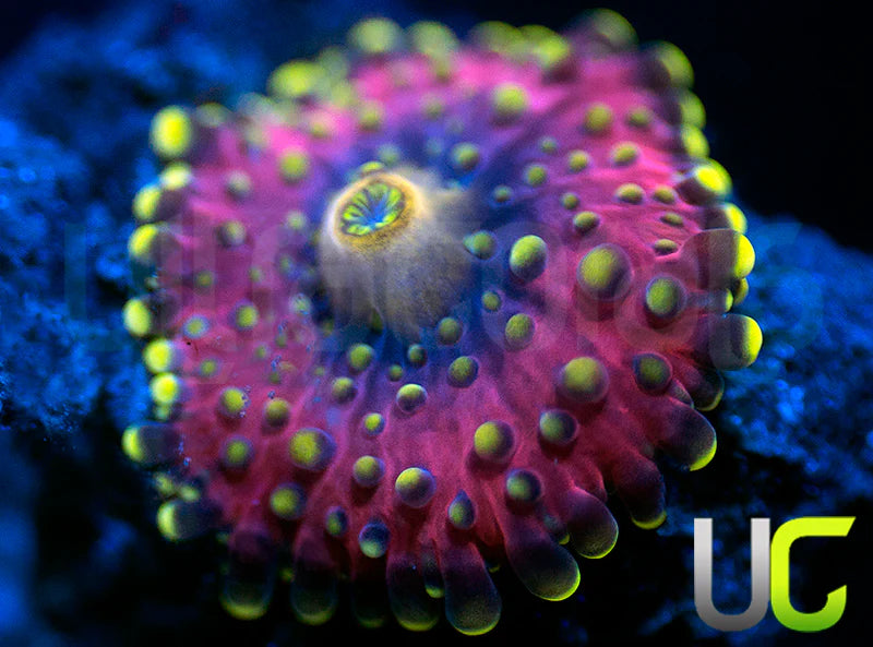 UC Green Lantern Yuma Ricordea Baby