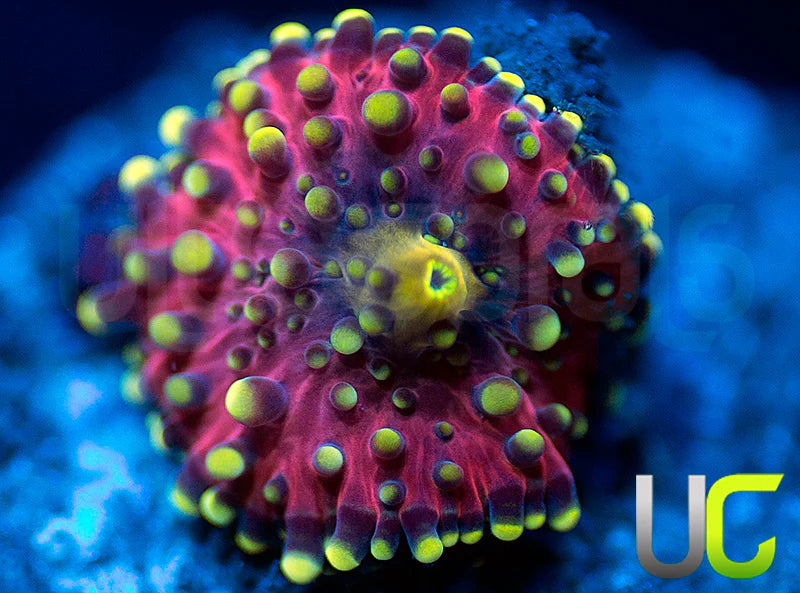 UC Green Lantern Yuma Ricordea Baby