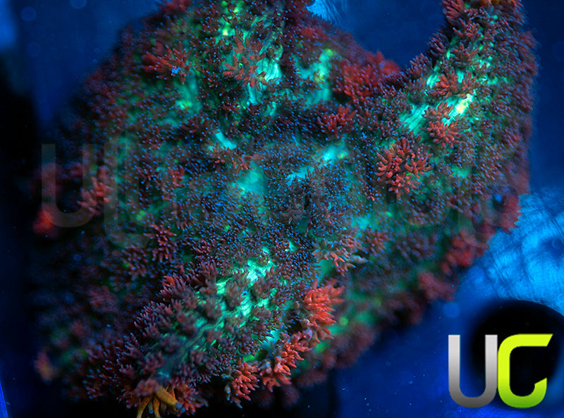 UC Circus Rhodactis Mushroom