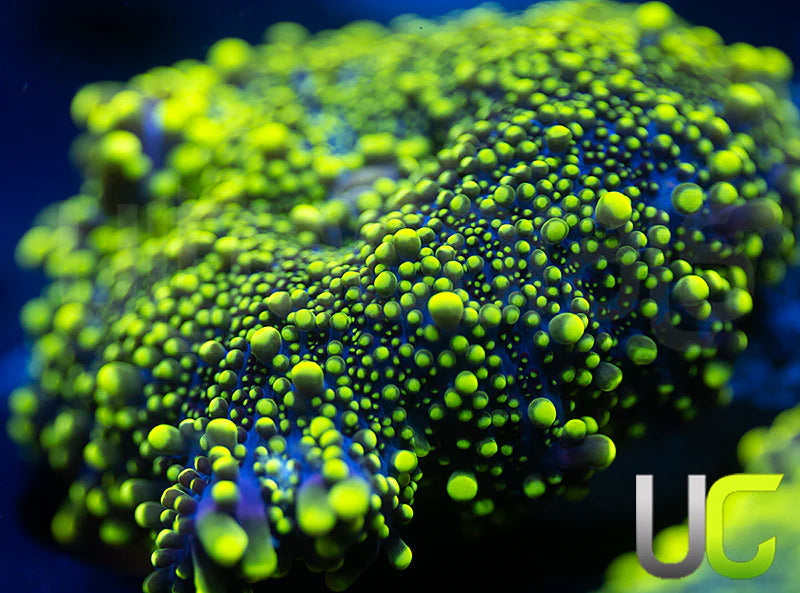 UC Green Lantern Yuma Ricordea XL