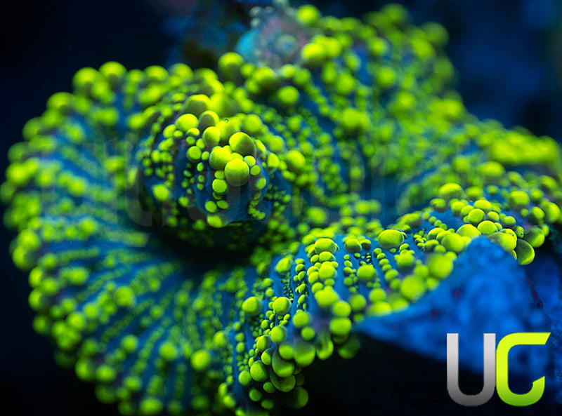 UC Green Lantern Yuma Ricordea LG