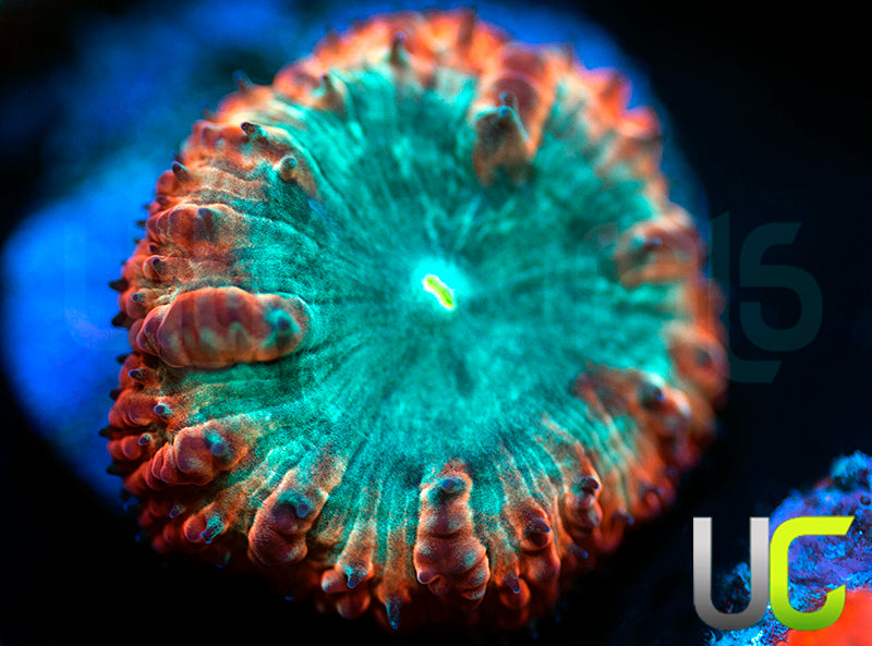 UC Home Stretch Blasto