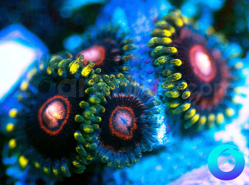 CB King Jawbreaker Hornets