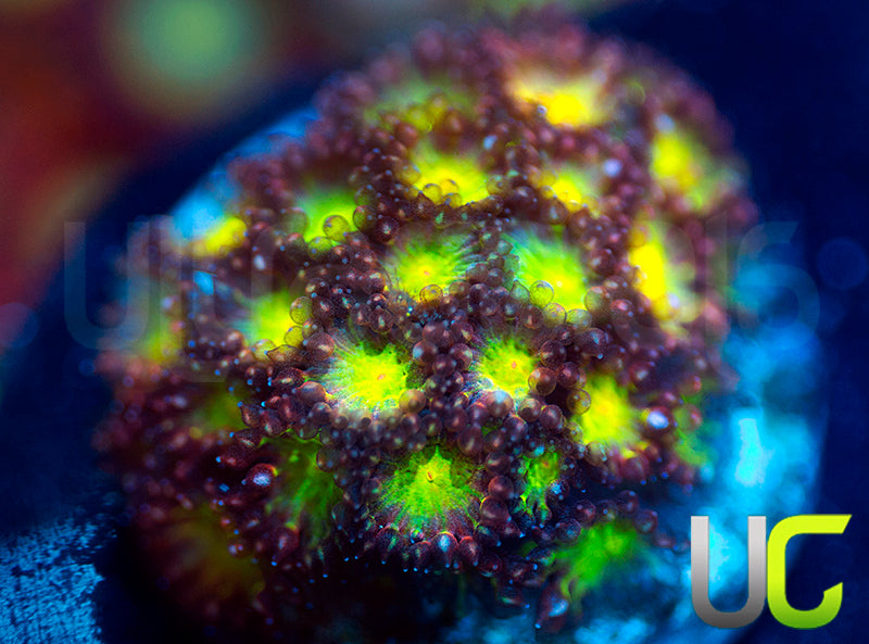 UC Party Crasher Micro Goni