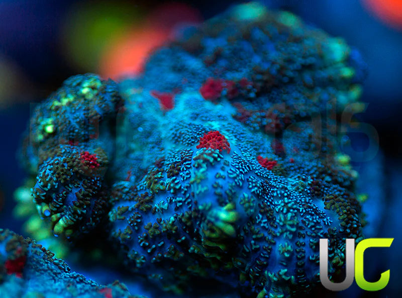 UC High Roller Mushroom