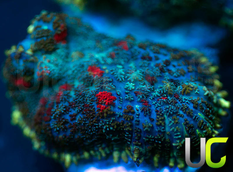 UC High Roller Mushroom