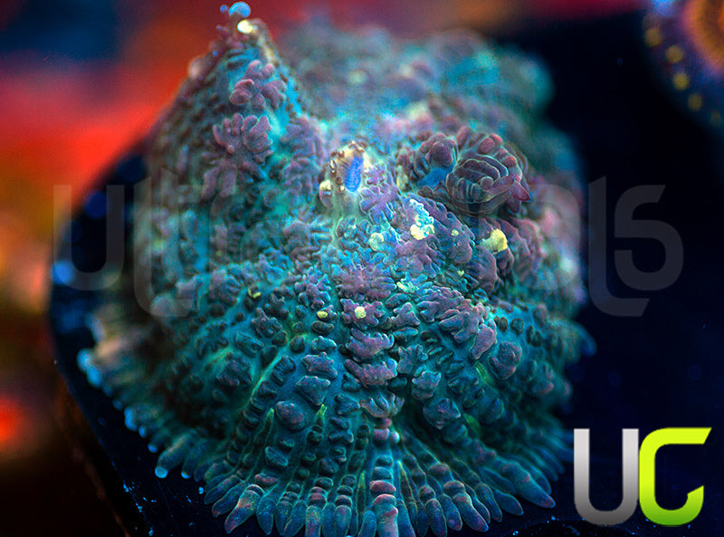 UC Purple Empress Mushroom