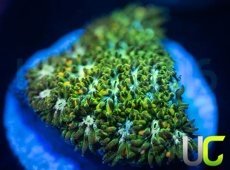 UC Chicken Pox Leptastrea