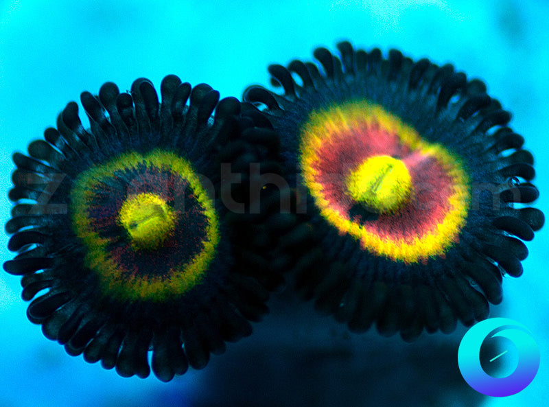 NEW RELEASE: Shape Shifters