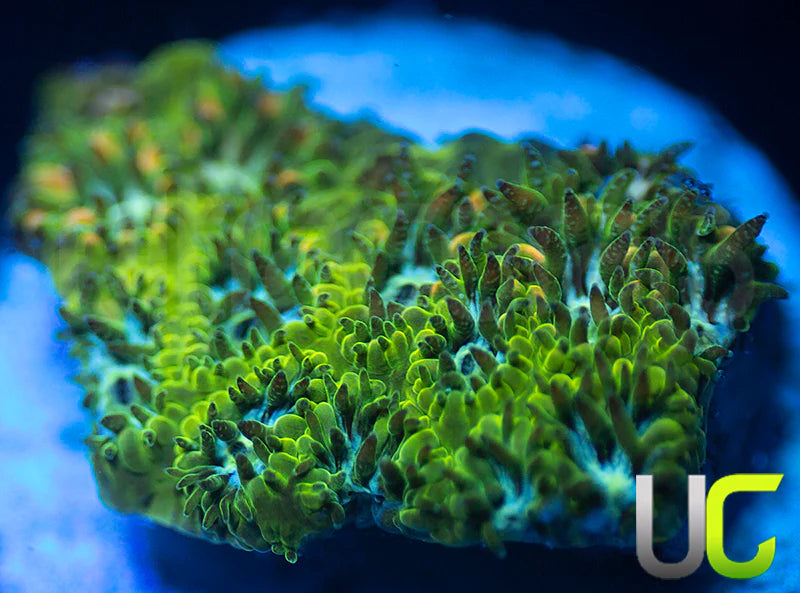 UC Chicken Pox Leptastrea