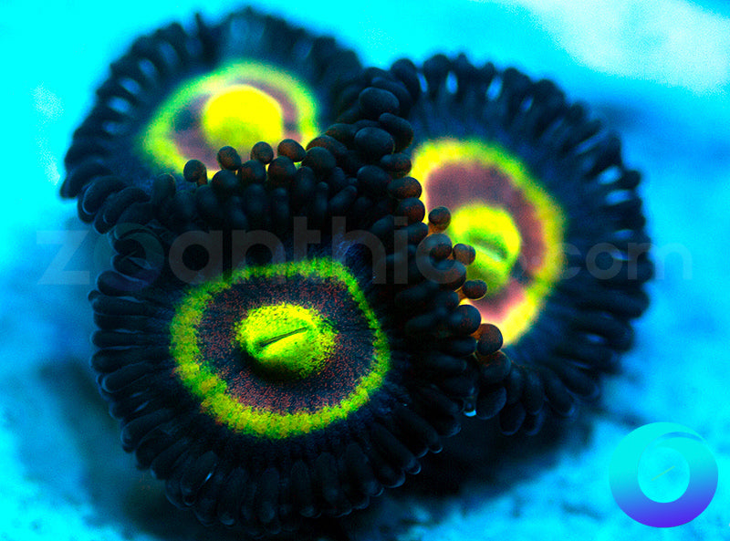 NEW RELEASE: Shape Shifters