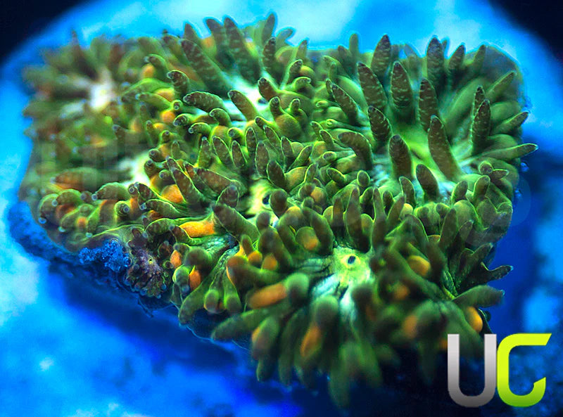 UC Chicken Pox Leptastrea