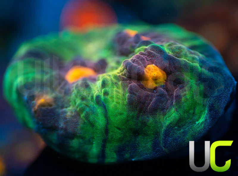 UC Jamberry Mycedium Chalice