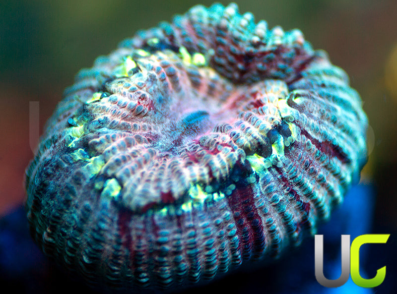 NEW RELEASE: UC Love Machine Favia