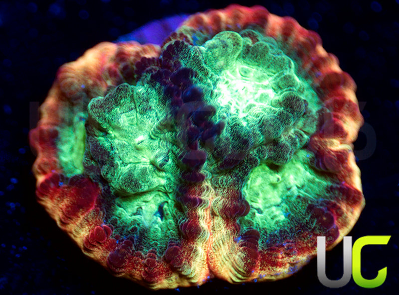 JF Psycho Rainbow Rim Favia