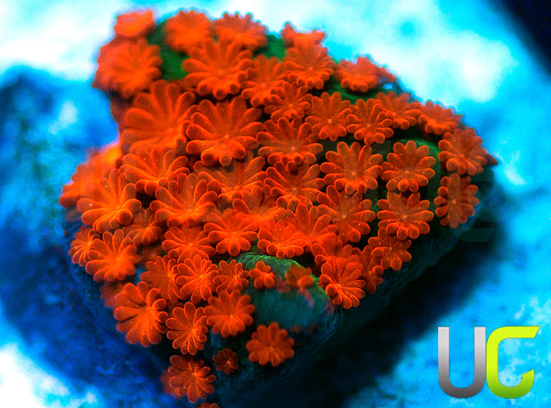 BigR Screamin Demon Monti