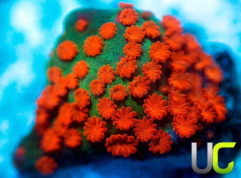 BigR Screamin Demon Monti