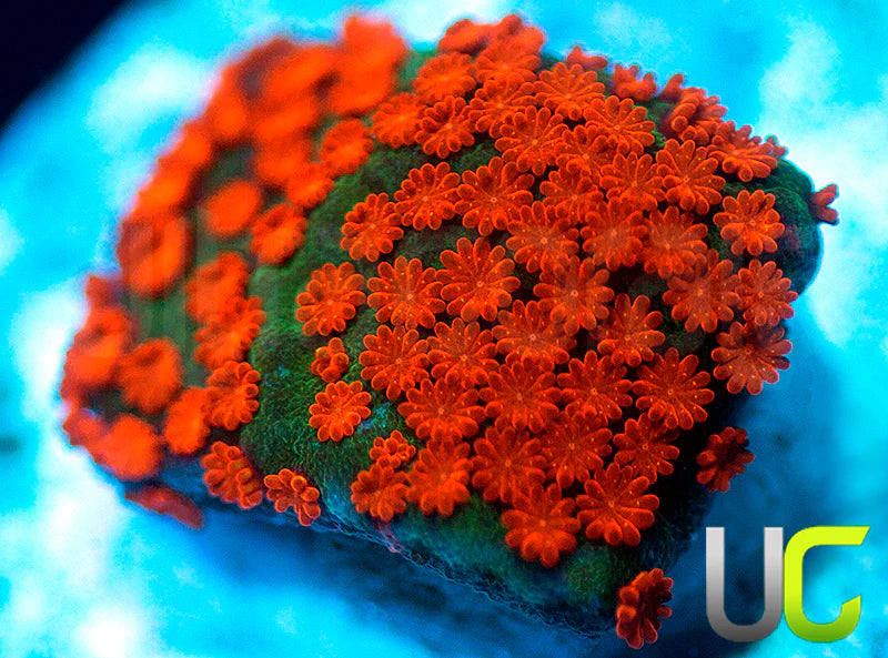 BigR Screamin Demon Monti