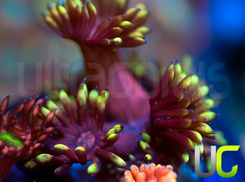 Pedros Rainbow Glitter Goni