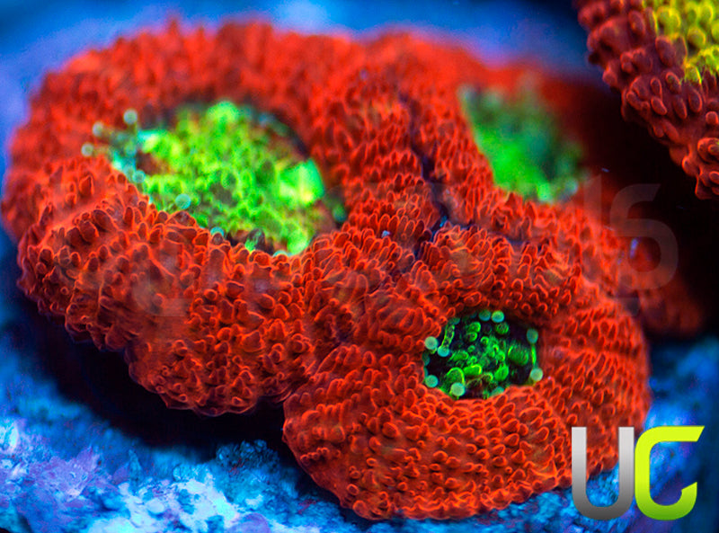 UC Dragon Slayer Micro Amakusensis