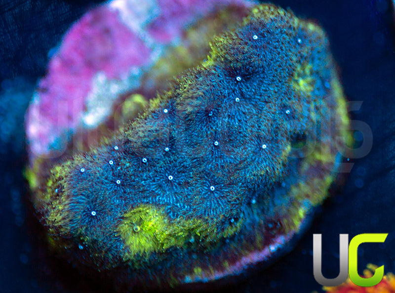 UC Toxic Constellation Psammocora