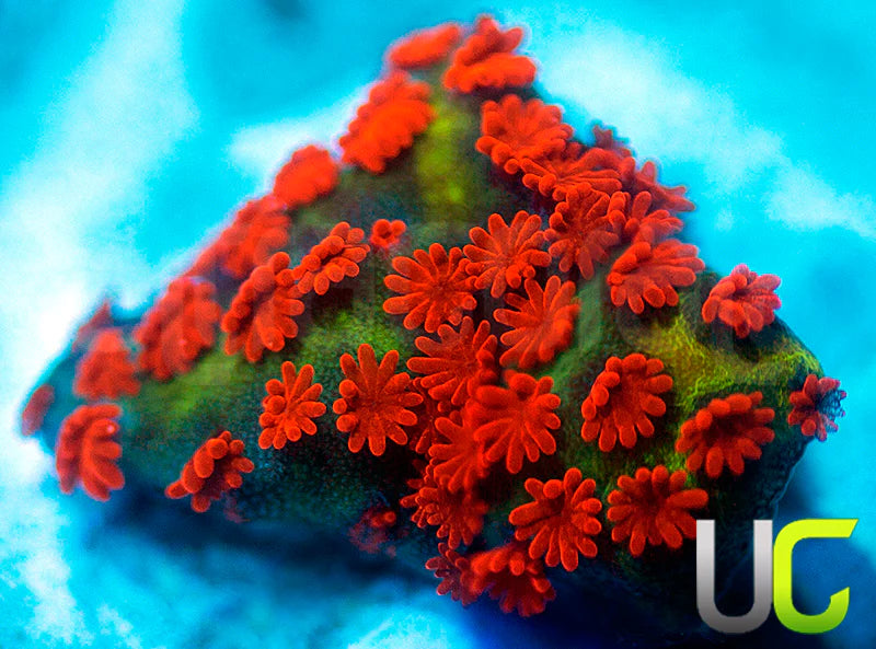 BigR Screamin Demon Monti