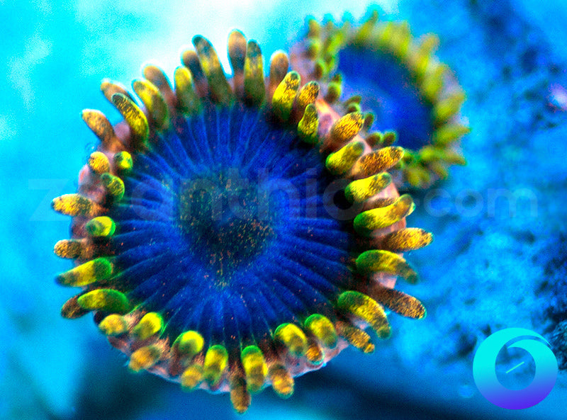 NEW RELEASE: Tricked Out