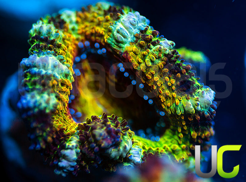 NEW RELEASE: UC Battle Cry Micro Lord